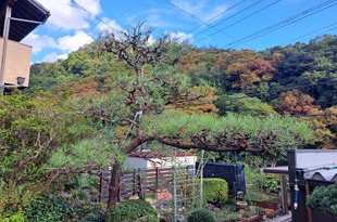庭木の手入れ