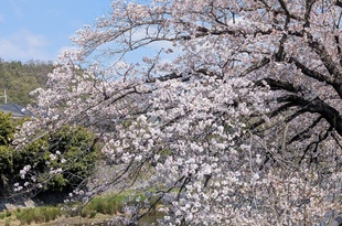 桜の季節