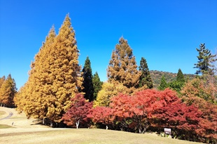 今年は遅かった紅葉