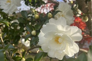 年末年始の営業につきまして