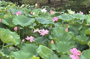 　鶴舞公園