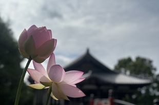 わざわざ、やること