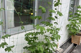 今年の夏は・・・・
