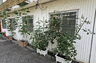 グリーンカーテン