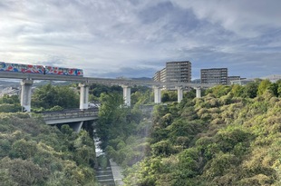 加子母の山の朴の木