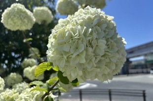 春の息吹を感じて。花咲くお庭と、木の香りあふれるモデルハウス